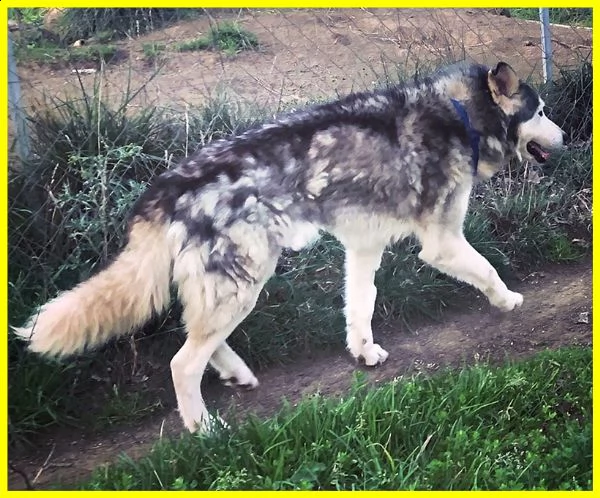 garbage man nonnino simil husky tenuto per anni in un serraglio solo e affamato | Foto 2