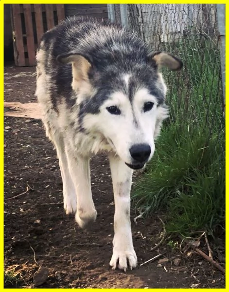 garbage man nonnino simil husky tenuto per anni in un serraglio solo e affamato | Foto 1