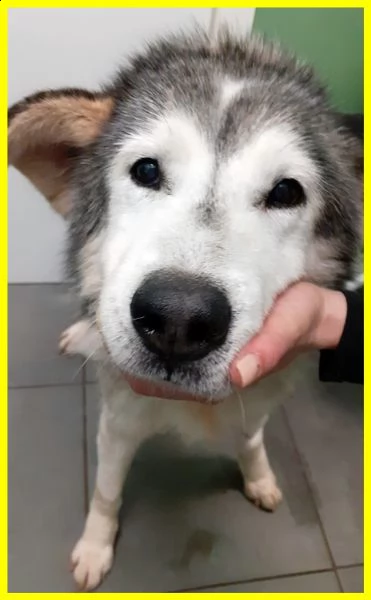 garbage man nonnino simil husky tenuto per anni in un serraglio solo e affamato | Foto 0
