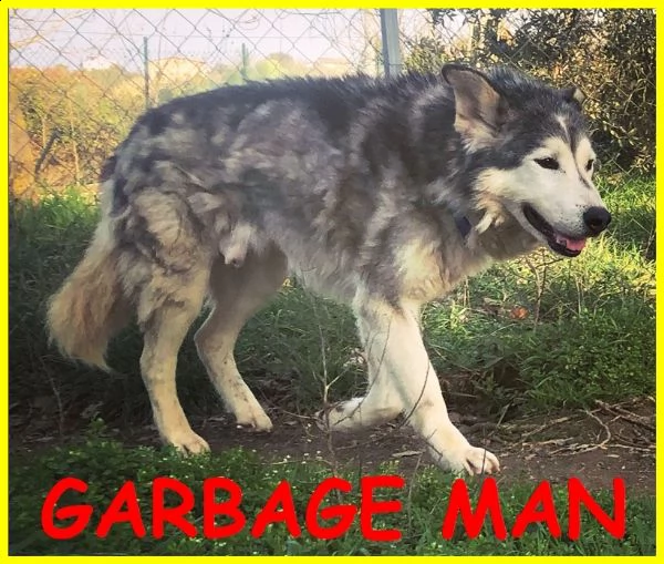 garbage man nonnino simil husky tenuto per anni in un serraglio solo e affamato