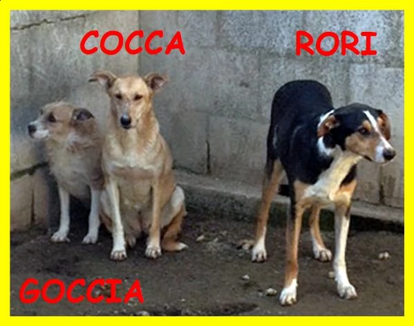 goccia cocca rori erano solo dei cuccioli adesso nessuno li vuole | Foto 2