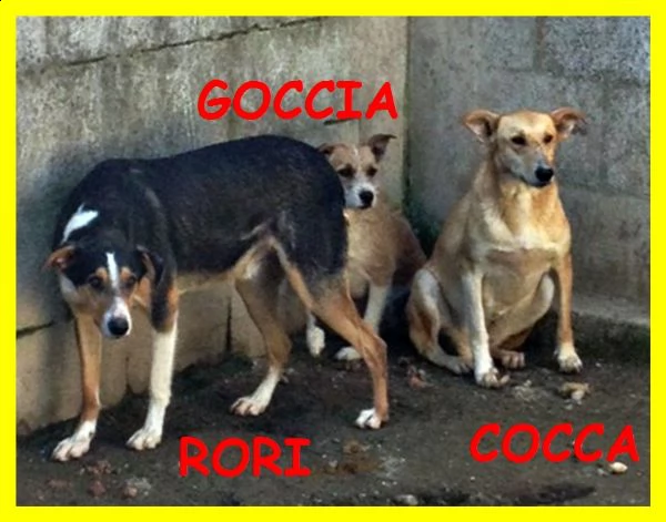 goccia cocca rori erano solo dei cuccioli adesso nessuno li vuole