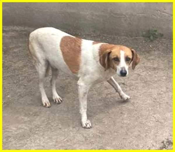 livia 7 anni e mezzo vissuti in gabbia merita una speranza | Foto 3