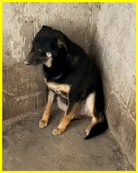 black adozione damore cagnolone 5 anni mai uscito dal canile | Foto 3