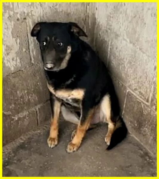 black adozione damore cagnolone 5 anni mai uscito dal canile | Foto 2