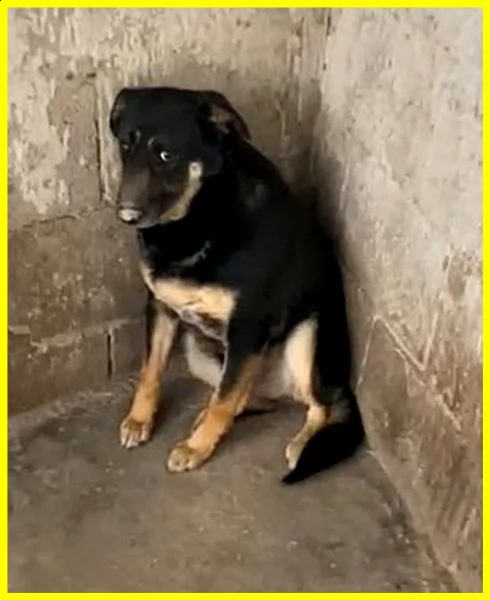 black adozione damore cagnolone 5 anni mai uscito dal canile | Foto 0