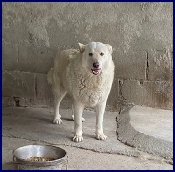 john dolce patatone simil maremmano 8 anni giocoso come un bambino | Foto 3