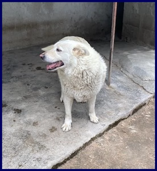 john dolce patatone simil maremmano 8 anni giocoso come un bambino | Foto 2