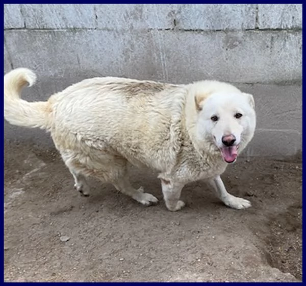 john dolce patatone simil maremmano 8 anni giocoso come un bambino | Foto 1