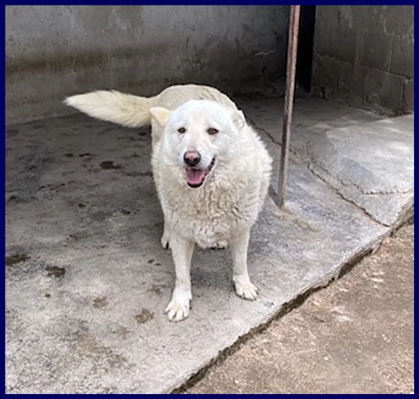 john dolce patatone simil maremmano 8 anni giocoso come un bambino | Foto 0