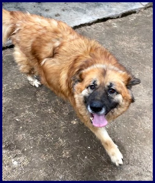 yoko tenerissima orsacchiotta 3 anni simil bovara carattere meraviglioso | Foto 2