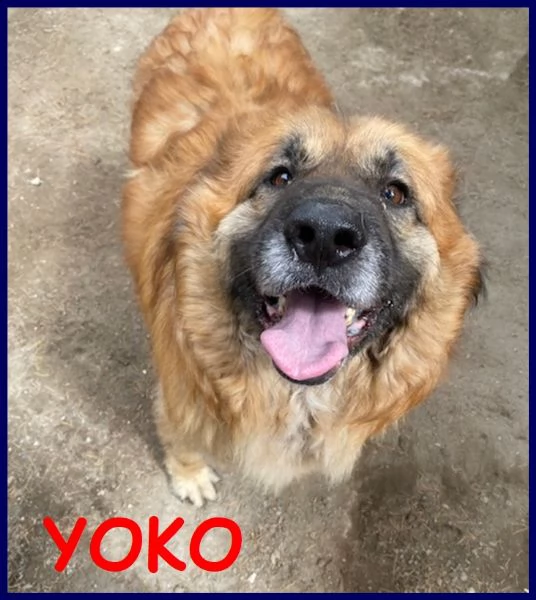 yoko tenerissima orsacchiotta 3 anni simil bovara carattere meraviglioso