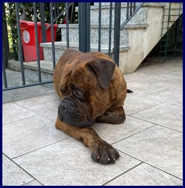 ben splendido bullmastiff 5 anni favoloso con le persone | Foto 1