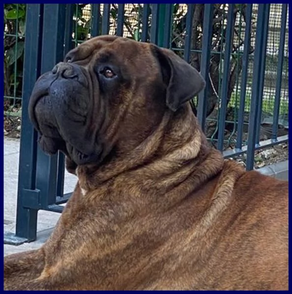 ben splendido bullmastiff 5 anni favoloso con le persone | Foto 0