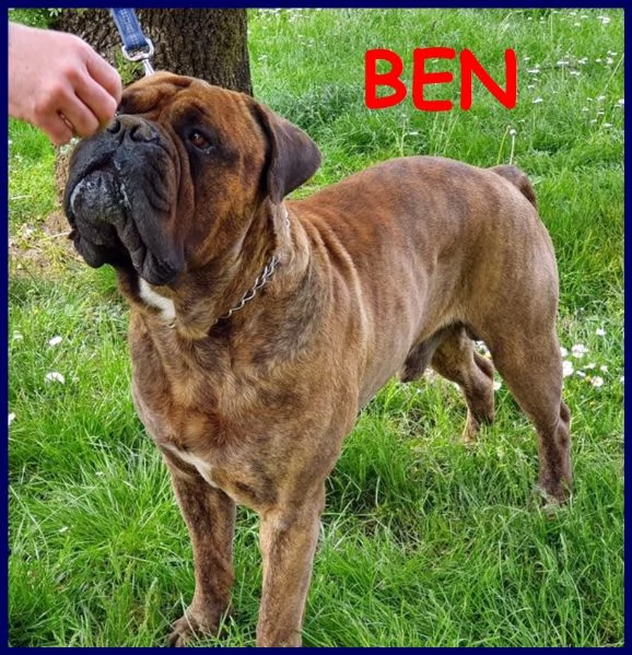 ben splendido bullmastiff 5 anni favoloso con le persone