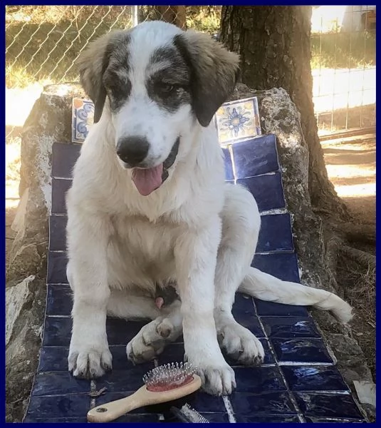 ggg fantastico cucciolo 5 mesi simil pastore maremmano | Foto 2