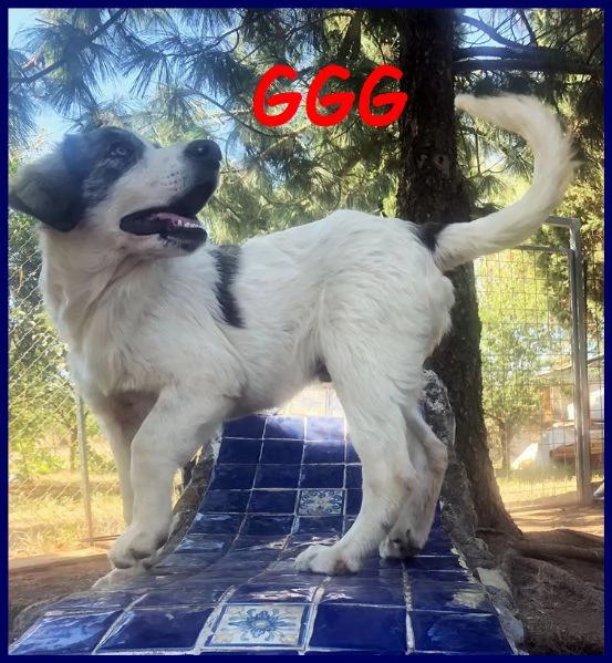 ggg fantastico cucciolo 5 mesi simil pastore maremmano