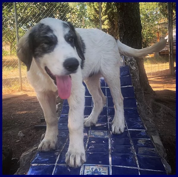 ggg fantastico cucciolo 5 mesi simil pastore maremmano | Foto 1