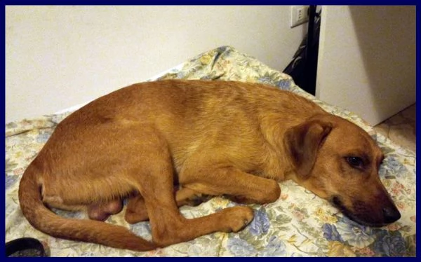 kinu 2 anni soffre troppo in cittagrave e cerca nuova famiglia | Foto 3