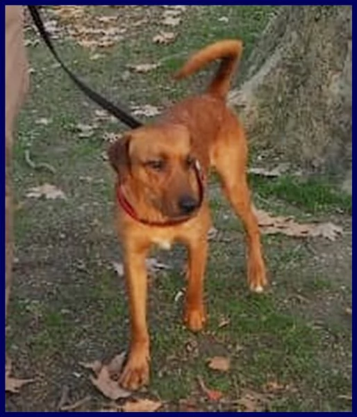 kinu 2 anni soffre troppo in cittagrave e cerca nuova famiglia | Foto 2