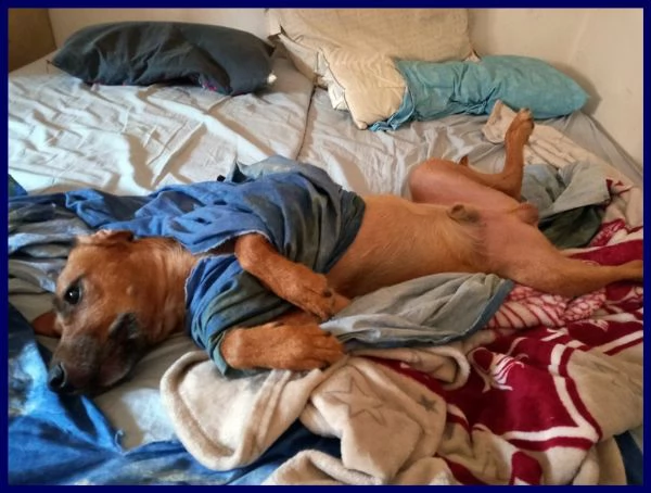 kinu 2 anni soffre troppo in cittagrave e cerca nuova famiglia | Foto 1