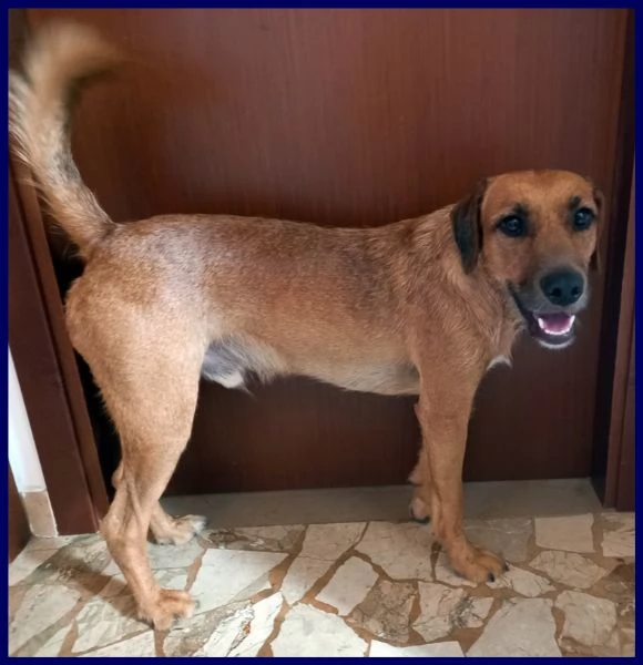 kinu 2 anni soffre troppo in cittagrave e cerca nuova famiglia | Foto 0