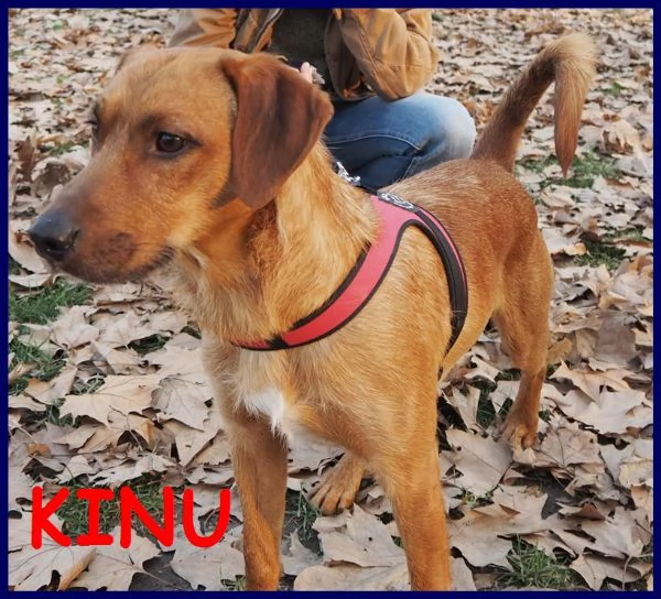 kinu 2 anni soffre troppo in cittagrave e cerca nuova famiglia