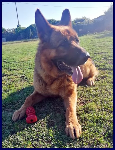 ettore pastore tedesco 9 anni muore il padrone e lui rimane abbandonato in un terreno | Foto 3