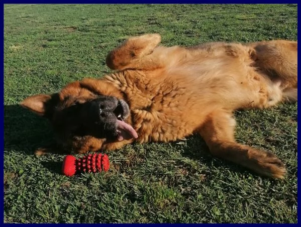 ettore pastore tedesco 9 anni muore il padrone e lui rimane abbandonato in un terreno | Foto 1