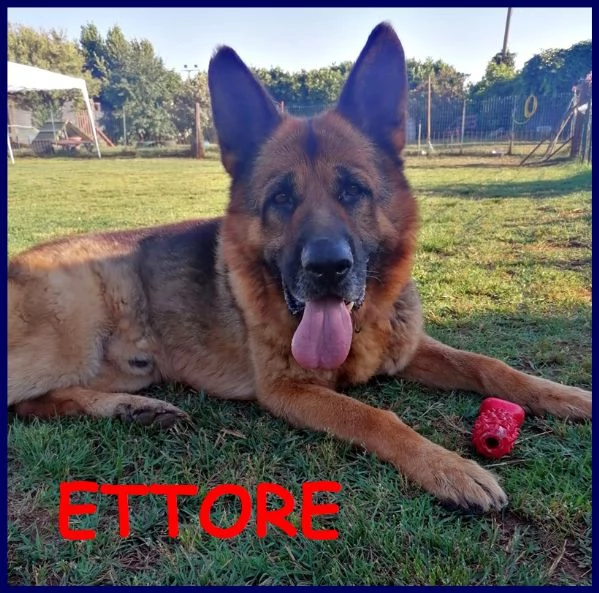 ettore pastore tedesco 9 anni muore il padrone e lui rimane abbandonato in un terreno