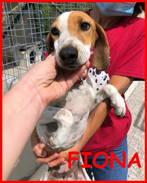 fiona simil segugietta giovane malata di leish