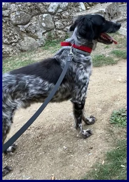 nacho simil setterino 5 anni 20 kg di voglia di vivere e coccole | Foto 5