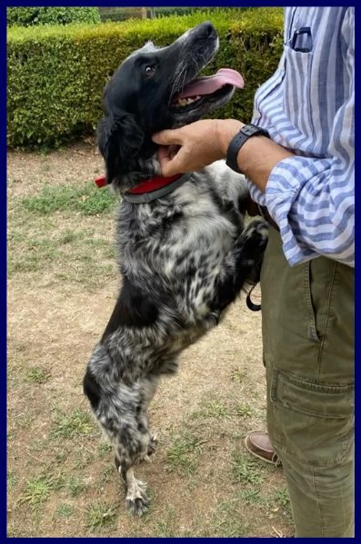 nacho simil setterino 5 anni 20 kg di voglia di vivere e coccole | Foto 4