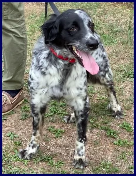 nacho simil setterino 5 anni 20 kg di voglia di vivere e coccole | Foto 3