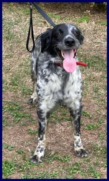 nacho simil setterino 5 anni 20 kg di voglia di vivere e coccole | Foto 2