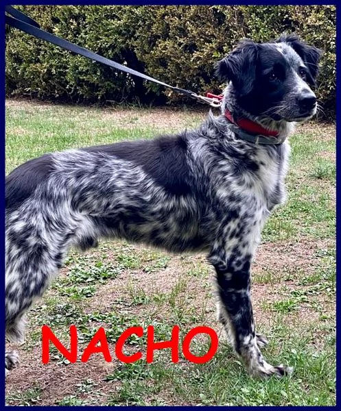 nacho simil setterino 5 anni 20 kg di voglia di vivere e coccole