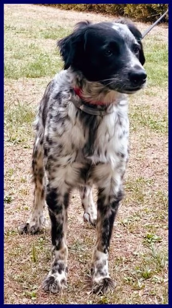 nacho simil setterino 5 anni 20 kg di voglia di vivere e coccole | Foto 0