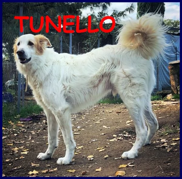 tunello simil maremmano 5 anni coccoloso patatone ancora senza famiglia