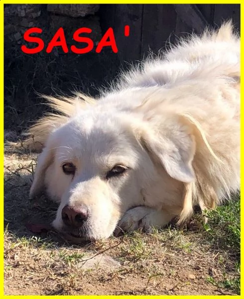 sasa maremmana 7 anni bella e impossibile cerca ancora famiglia