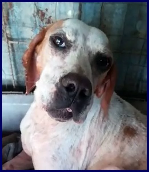 inter simil pointer 2 anni recuperato in brutte condizioni ma ora è pronto per una famiglia | Foto 4
