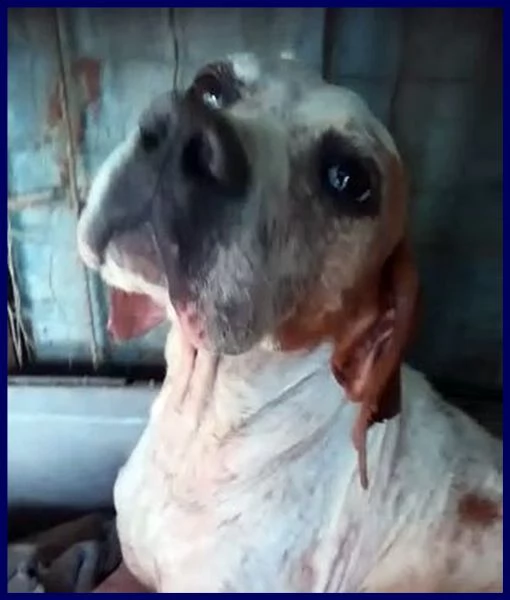 inter simil pointer 2 anni recuperato in brutte condizioni ma ora è pronto per una famiglia | Foto 3