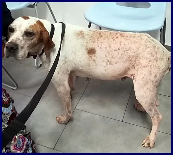 inter simil pointer 2 anni recuperato in brutte condizioni ma ora è pronto per una famiglia | Foto 2
