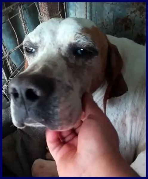 inter simil pointer 2 anni recuperato in brutte condizioni ma ora è pronto per una famiglia | Foto 1