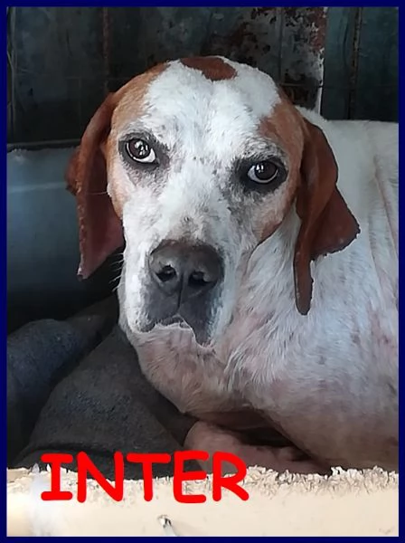 inter simil pointer 2 anni recuperato in brutte condizioni ma ora è pronto per una famiglia