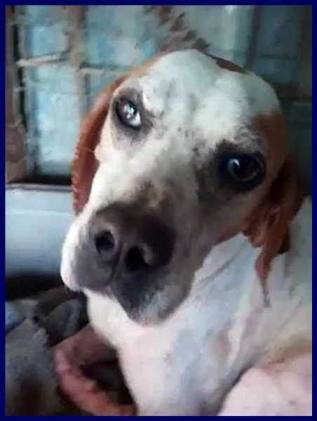 inter simil pointer 2 anni recuperato in brutte condizioni ma ora è pronto per una famiglia | Foto 0