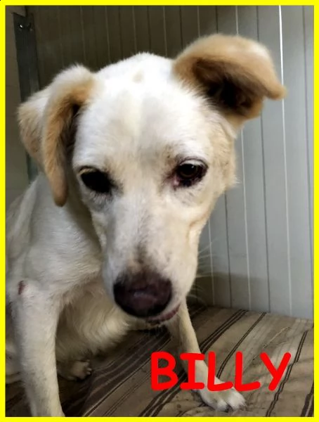 billy adozione d'amore 8 anni spaventato cerchiamo un miracolo