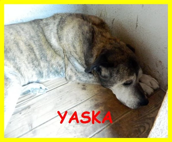 yasko e yaska teneri nonnini due vite sprecate in canile da sempre | Foto 3