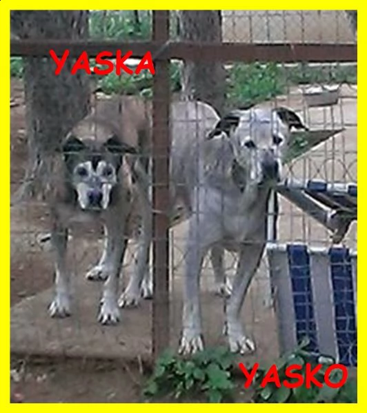 yasko e yaska teneri nonnini due vite sprecate in canile da sempre | Foto 2