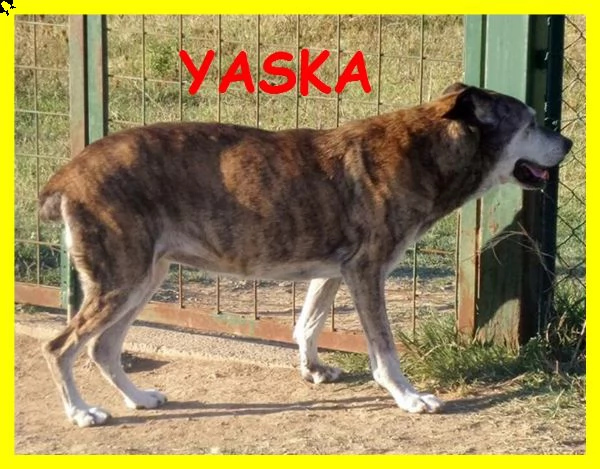 yasko e yaska teneri nonnini due vite sprecate in canile da sempre | Foto 0