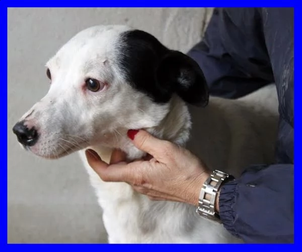 asterix tenerissimo cagnolino ancora in cerca di adozione